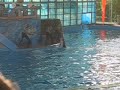 Sea World Dolphins