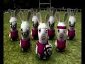 Le Haka des Lapins Crétins