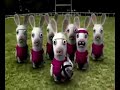 Le Haka des Lapins Crétins Le Haka des Lapins Crétins