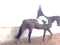 cOncour Dressage Saint avold [ 57 ] Stephanie N. Sur Joli