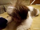 cachorro shit tzu