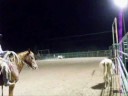 Shorty roping and working cows