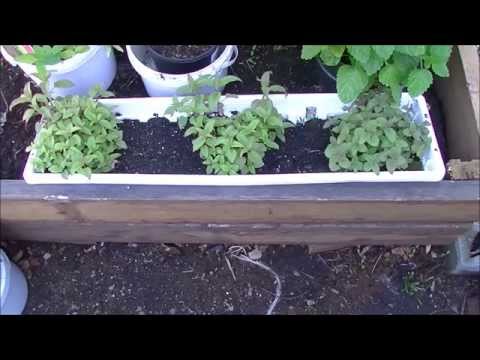 how to grow lemon balm