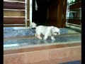 funny dog 1 funny dog 1