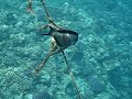 Sohal surgeonfish - Red Sea