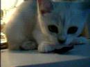 Lilly the burmilla Lilly the burmilla