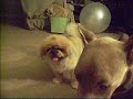 Doberman Pinschers and Pekingese Part 2 Doberman Pinschers and Pekingese Part 2