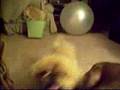 Doberman Pinschers and Pekingese Part 2