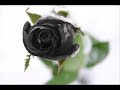 Alone in December - Underoath Alone in December - Underoath