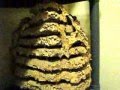 WASP NEST MUSEUM