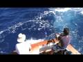 STAND UP Marlin 700lbs Cumbanchero in La Parguera
