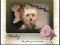 In Memory - Nicky In Memory - Nicky