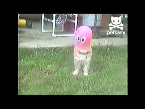 Dog Gets Human Head Transplant