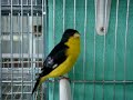 Carduelis psaltria (Chiruli,Chinchimbacal,Capita negra)