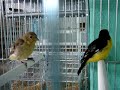 Carduelis psaltria (Chiruli,Chinchimbacal,Capita negra)