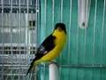 Carduelis psaltria (Chiruli,Chinchimbacal,Capita negra)