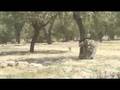 Australian Forces engage the Taliban