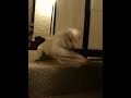 Truman Playing w/ Terah