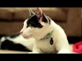 Mean Kitty - Tail Boxing