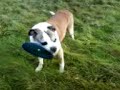 Archie and the frisbee