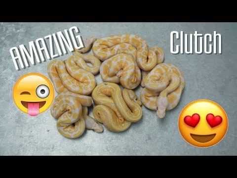 YouTube reptile video