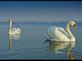 Relaxations - Secret Garden Relaxations - Secret Garden