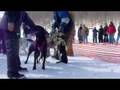 ADIRONDACK DOG SLEDDING 2008 (part 1)