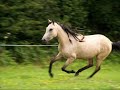 azucena del eden paso fino mare
