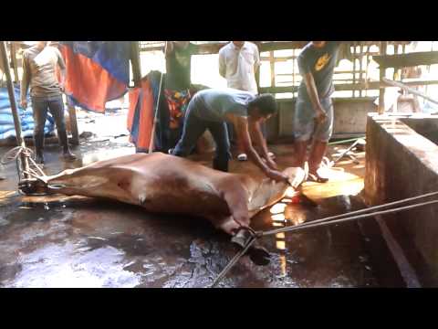 sembelih lembu - This video was uploaded from an Android phone.