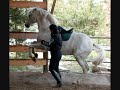 Doma Vaquera & Garrocha with Andalusian Stallion Tribuno II.