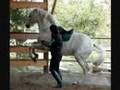 Doma Vaquera & Garrocha with Andalusian Stallion Tribuno II.