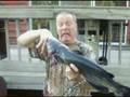 videos de Catfish Compilation