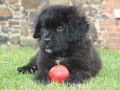 Luna the newfoundland