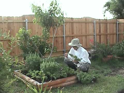 how to harvest kale from garden