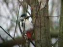 greater spotted woodpecker at carrsington water greater spotted woodpecker at carrsington water