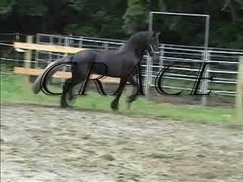 Warlander stallion I.F. Xenophon