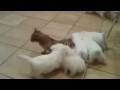 Cachorros vs Gato