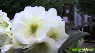 #1107 Rhododendron Golden Melody 