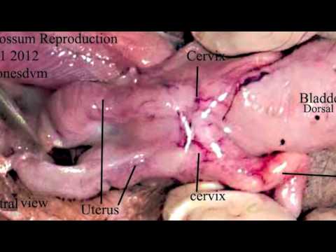 female anatomy - female opossum reproductive anatomy ureters, vagina uterus Kenneth Jones DVM veterinarian, medicine.