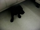 Colly just arrived home (2nd round)