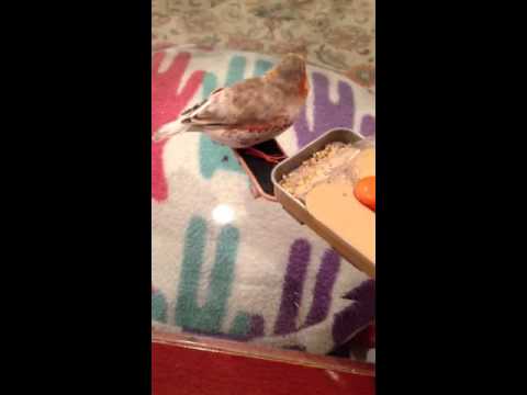 how to cure zebra finches