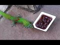 Hawaii Gecko on a Mission - Get Some Strawberry Jam. Hawaii Gecko on a Mission - Get Some Strawberry Jam.