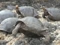 Tortoise with problems in the Galapagos Islands Tortoise with problems in the Galapagos Islands