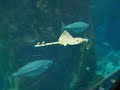 Biodome Montreal - Big Fish! Biodome Montreal - Big Fish!