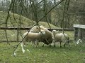Lamb Sheep Fight 1