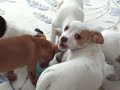 ?Family of puppies sharing food ?Family of puppies sharing food