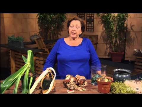 how to replant forced bulbs