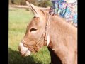 Donkeys