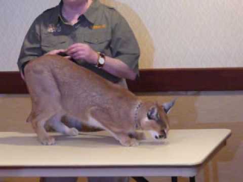caracal