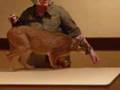 Caracal